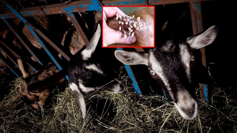 El Departamento de Agricultura estadounidense informó el viernes que se había detectado el gusano barrenador en una cabra joven en México