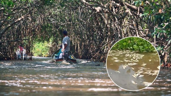 Muerte masiva de peces en cuenca del Papaloapan alcanza ríos de Alvarado