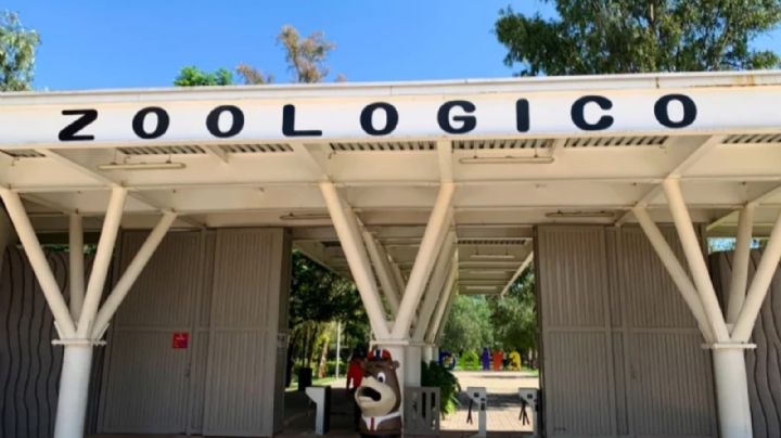 Zoológico de Irapuato libre de gusano barrenador, intensifica prevención tras casos en León