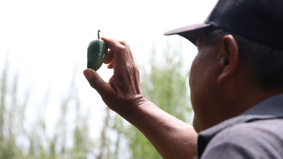 Durante tres días, más de 70 productores, artesanos y agricultores compartieron saberes y prácticas tradicionales vinculadas a este ingrediente, que cuenta con el reconocimiento de Indicación Geográfica Protegida.