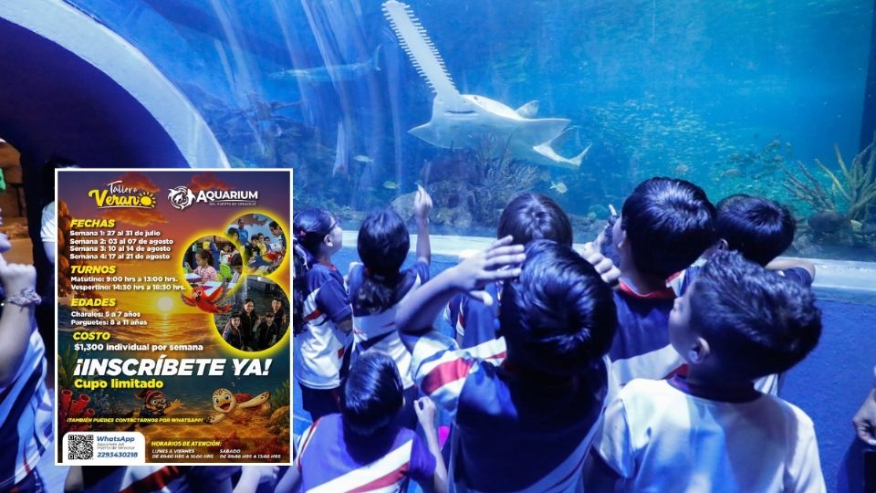 Así es la inscripción al curso de verano en el Aquarium de Veracruz: fechas, costos y horarios
