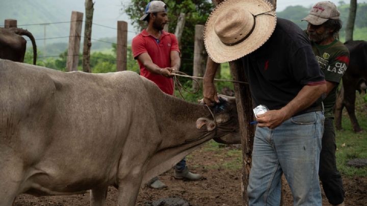 Puebla, el estado con más casos activos de gusano barrenador en el ganado