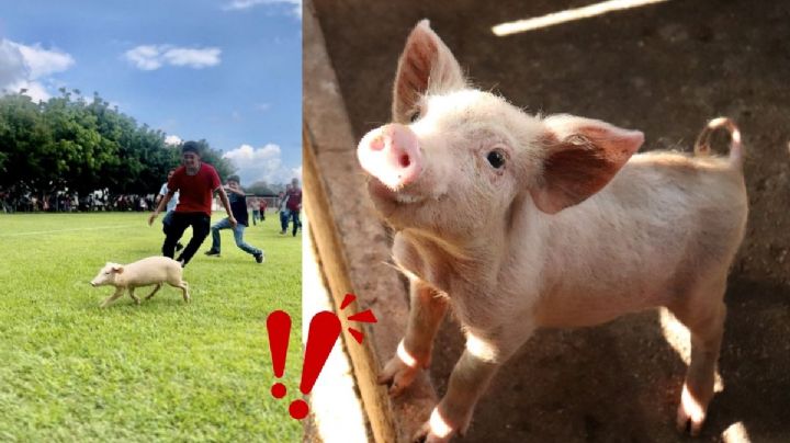 ¿Qué es el cerdito encebado? Polémica práctica en Veracruz a la que se oponen animalistas