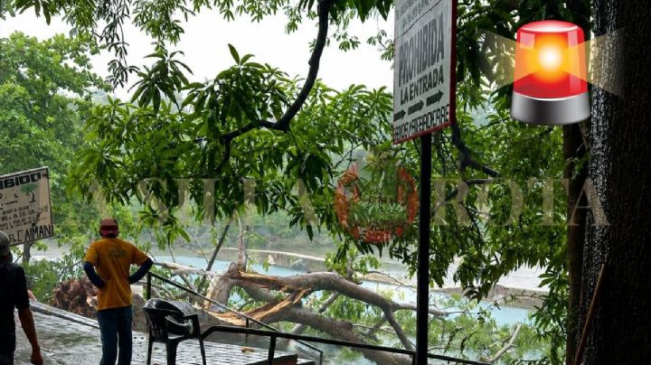 Tragedia en Apazapan: árbol mata a bañista en balneario de Carrizal