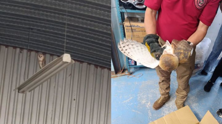 Liberan a lechuza de campanario rescatada en establecimiento de Cuautepec