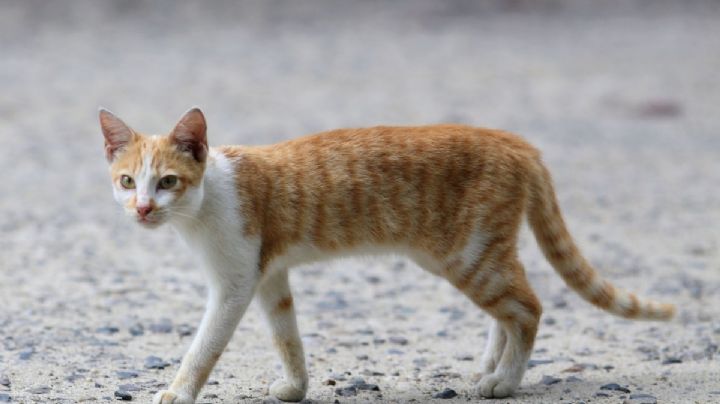 15 gatos han muerto en 2 semanas; denuncian envenenamiento en Parque Ecológico de Veracruz