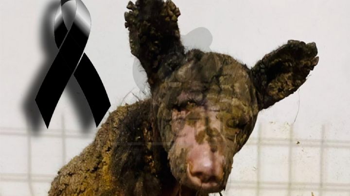 Muere en Pachuca la osa Mina, rescatada de zoológico de Nuevo León | VIDEO