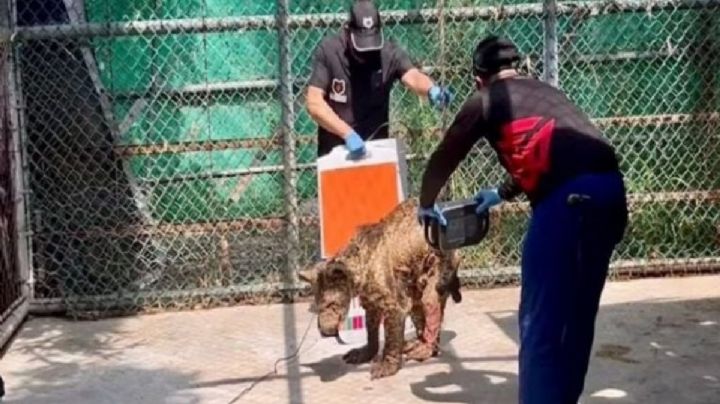 Así fueron los nueve meses de cuidados para la osa Mina antes de su muerte