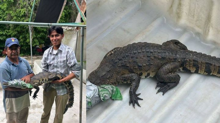 Capturan cocodrilo en Córdoba; será resguardado en UMA Lucertas