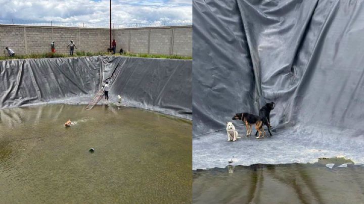 Rescatan a lomitos atrapados en aguas residuales de Zapotlán de Juárez