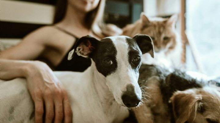 Tu mascota también cuida de ti: la ciencia explica cómo perros y gatos influyen en la salud