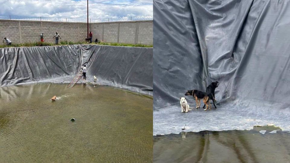Rescatistas descendieron con equipo especializado a la planta de tratamiento para poner a salvo a los animales y posteriormente canalizarlos a una valoración veterinaria.