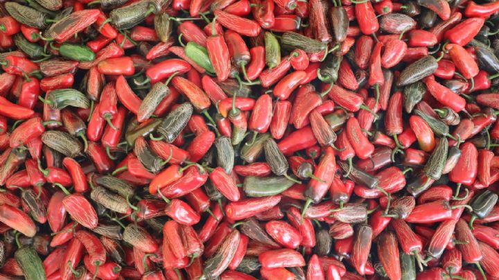 Oficial, en esta fecha se celebrará el Día del chile rayado en Hidalgo