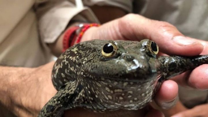 Rana de Guanajuato amenazada de extinción muere en el Zoológico de León