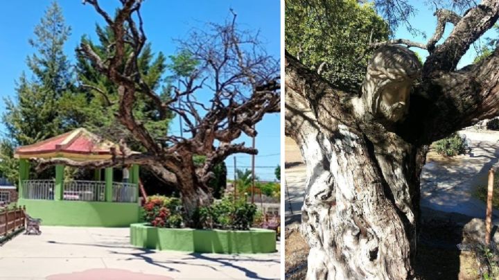¿Conoces el Cristo tallado en un árbol de esta comunidad de Guanajuato?