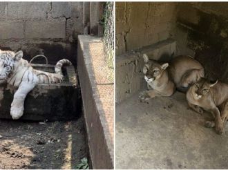 Puma, león africano, tigre blanco y otras especies son aseguradas en Chalco