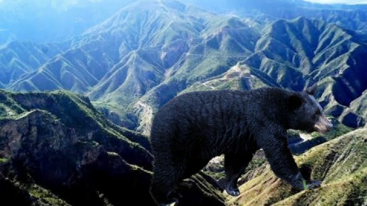 Documentan en Hidalgo el registro más austral del oso negro en México: Coesbioh