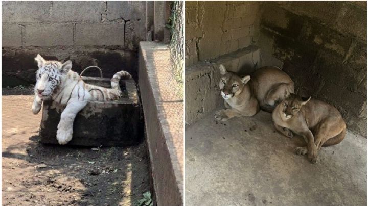 Aseguran puma, león africano, tigre blanco y otras especies exóticas en cateo en Chalco