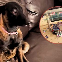 Perro destruye álbum del Mundial y su travesura conquista redes sociales | VIDEO