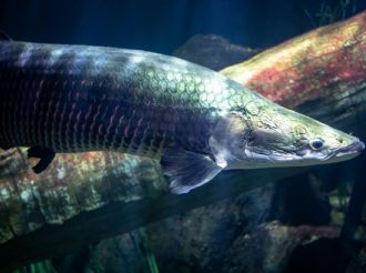 Pesca sostenible: el rescate de un pez salvó a una tribu del Amazonas