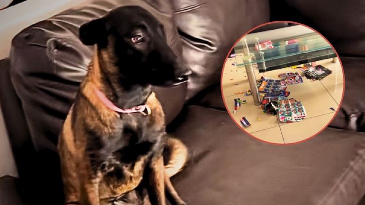 Perro destruye álbum del Mundial y su travesura conquista redes sociales | VIDEO