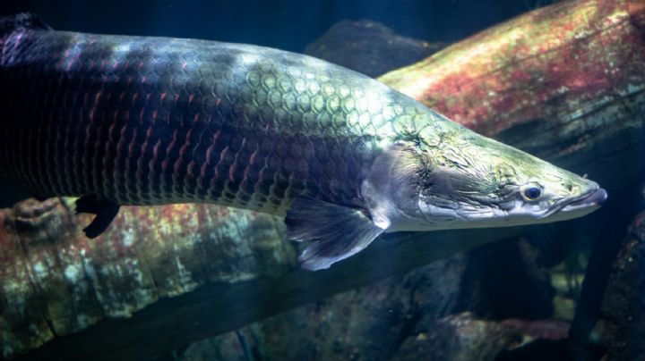 Pesca sostenible: el rescate de un pez salvó a una tribu del Amazonas