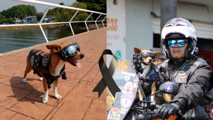Con última rodada, despiden a Cachito, el perrito biker de la región de Córdoba