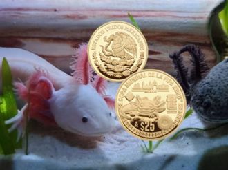 Así es la moneda de oro del ajolote del Mundial 2026: diseño, precio y dónde conseguirla