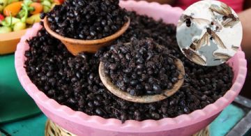 ¿Qué son las chicatanas? Hormigas que se venden hasta en 800 pesos el kilo en Veracruz