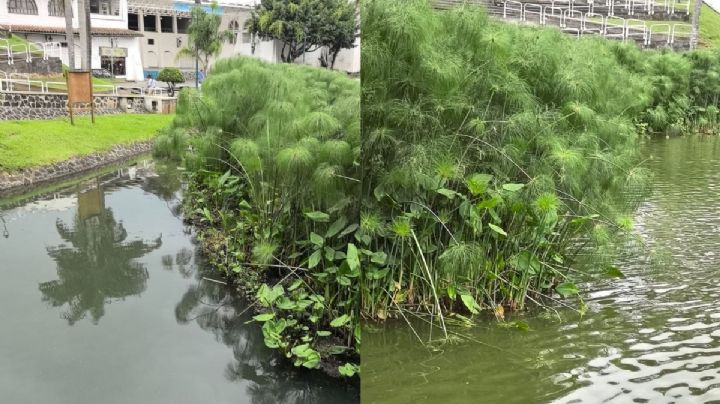 Ayuntamiento de Xalapa desmiente abandono y acumulación de basura en Los Lagos