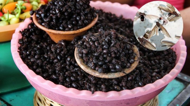 ¿Qué son las chicatanas? Hormigas que se venden hasta en 800 pesos el kilo en Veracruz