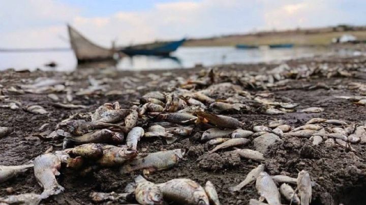 Cientos de peces muertos empezaron a apilarse en la orilla de la presa La Purísima