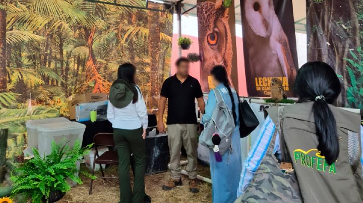 Profepa asegura cocodrilo y 4 aves silvestres en Feria de Banderilla por maltrato animal