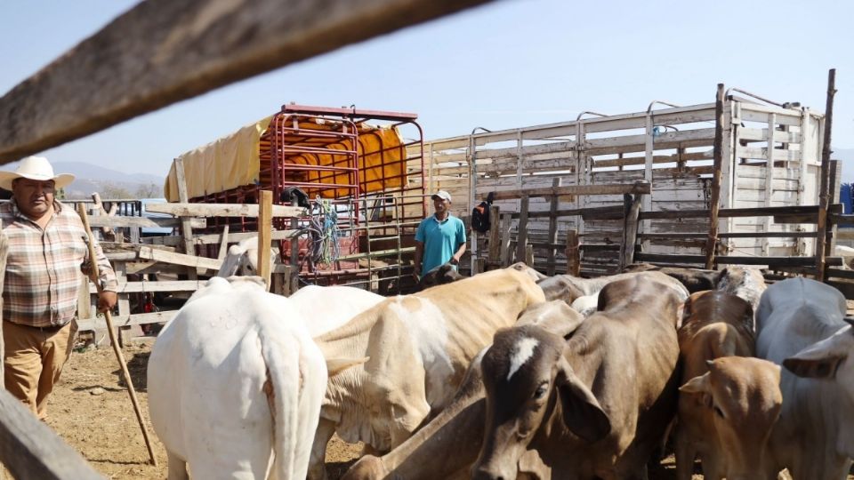 La agencia federal alertó además sobre la rapidez con la que puede avanzar la infestación