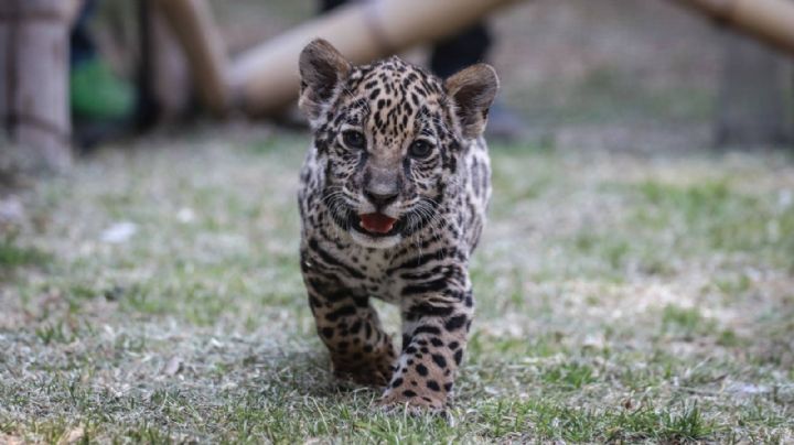 Preparan ya denuncia penal por maltrato animal contra el Zoológico de León