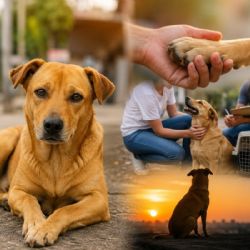 Perro caramelo: la polémica detrás de su posible reconocimiento como raza mexicana