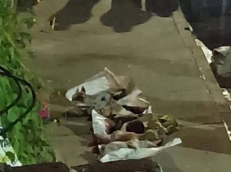 Envenenan a seis perros en Celaya: señalan de crueldad animal a una vecina