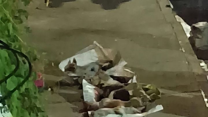 Envenenan a seis perros en Celaya: señalan de crueldad animal a una vecina