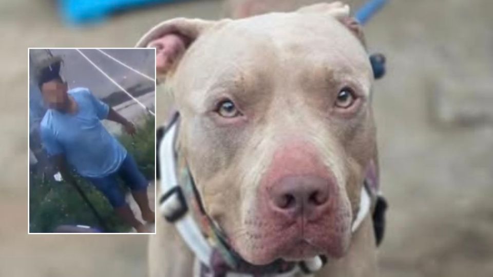 Acusan a hombre de matar perro pitbull en Geo Villas del Puerto en Veracruz; exigen justicia