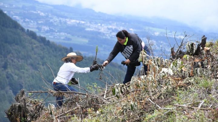 Avanza reforestación en Maltrata y Nogales; siembran más de mil pinos patula