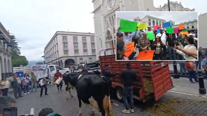 Productores tiran leche frente a Palacio de Gobierno y bloquean calle Enríquez con vacas