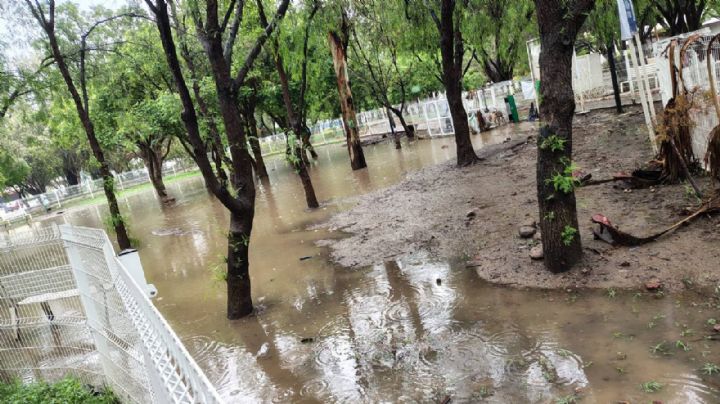 Área para perros en Parque Panorama se convirtió en foco de infección