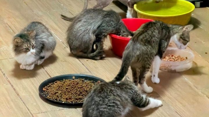 Piden donaciones para más de 14 gatitos desnutridos y enfermos en Mineral de la Reforma