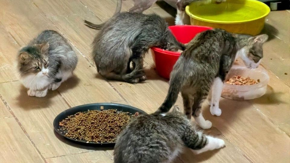 Los gatitos presentan daño hepático y otros padecimientos