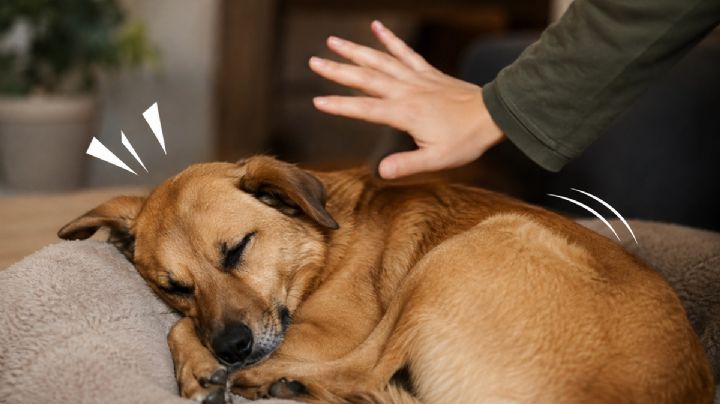 ¿Por qué no debes despertar a tu perro bruscamente? Descubre cómo afecta su salud