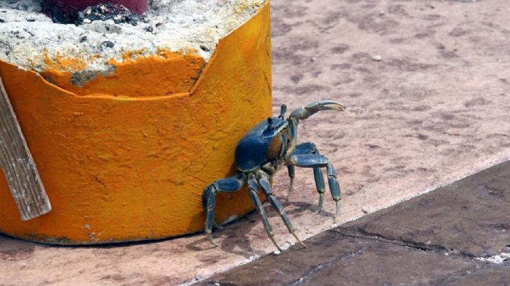 Denuncian captura y venta ilegal de cangrejo azul en Veracruz, aún con veda