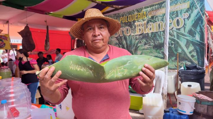 Oro Blanco: un proyecto que impulsa a 12 productores de pulque actopenses