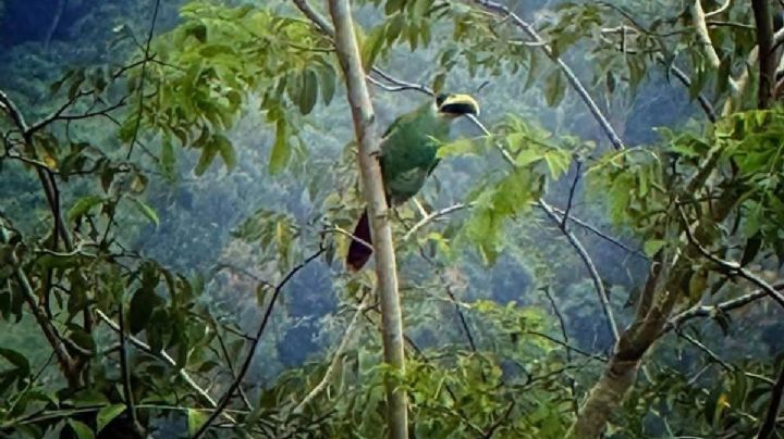 Avistan tucaneta verde en Chapulhuacán; Hidalgo. Llaman a protegerla contra cazadores