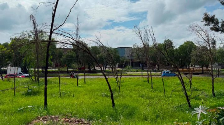 Así terminan las reforestaciones del Municipio de León: más de 100 árboles muertos en Las Mandarinas