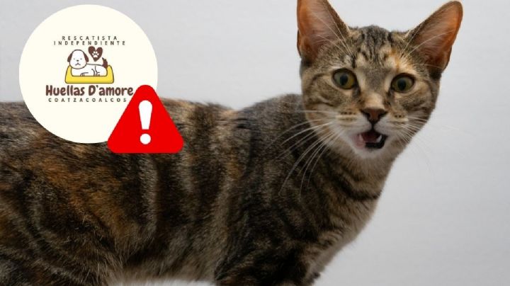 Exponen muerte de gato en Coatzacoalcos por abuso; colectivo Huellas D´amore exige justicia
